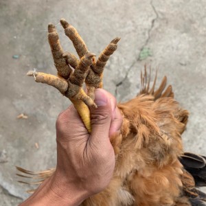 鹿山嘉園土雞批發