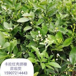 松滋柑橘苗-欣峰苗木-柑橘苗基地