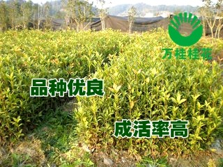 淮南市桂花樹苗價格，萬桂桂花苗，1米高狀元紅桂花