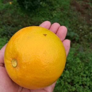 湖南千思農林科技(圖)-錦蜜冰糖橙價格-福州錦蜜冰糖橙