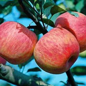 紅富士蘋果價格 紅富士蘋果產地  紅富士蘋果批發