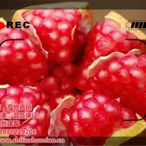 成年石榴樹,石榴樹,興農石榴