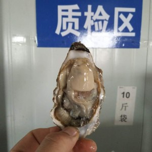 武漢烤生蠔價(jià)格 鮮活生蠔貨源供應(yīng)