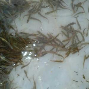 隴南泥鰍水花苗廠家