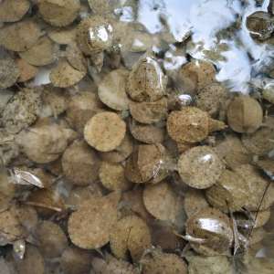 百色野生鱉零售 水魚