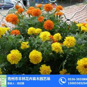 溫州孔雀草|豐林宿根花卉|孔雀草銷售