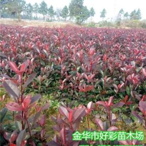求購紅葉石楠、江蘇沭陽紅葉石楠、好彩苗木質(zhì)量上乘