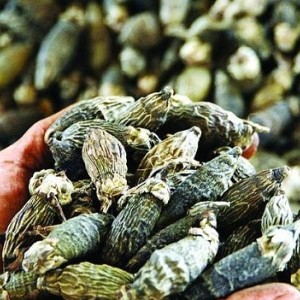 供應湖南特產檳榔干燥機 除濕殺菌烘干設備 華天成空氣源熱泵干燥機