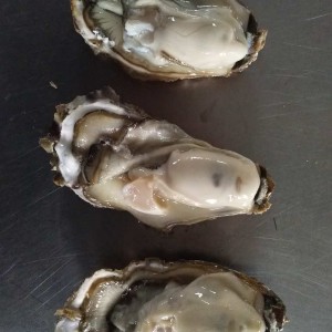 乳山牡蠣養(yǎng)殖 牡蠣批發(fā)