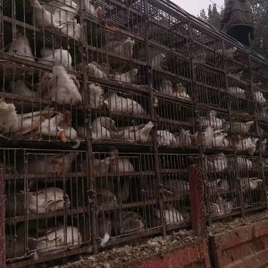 南陽駐馬店漯河周邊長期大量成鵝收購