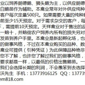 供應純種朗德鵝苗廣東鵝苗批發商