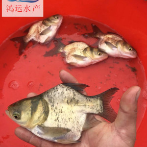廣東縮骨鳙魚苗批發(fā)一級(jí)縮骨大頭魚苗供應(yīng)