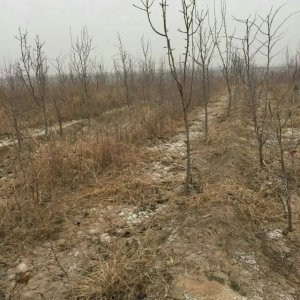 北京梨苗 梨樹 杜梨