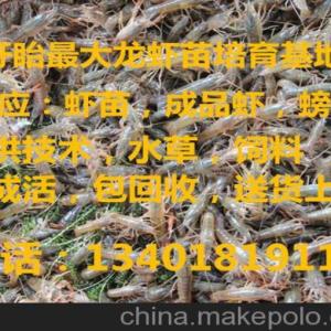 洛陽 小龍蝦苗多少錢一斤那里好