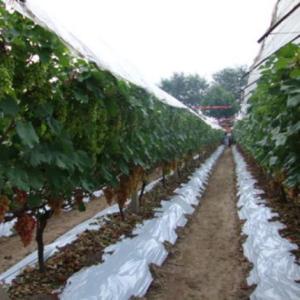 葡萄避雨膜价格