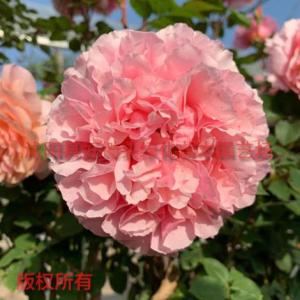 月季育苗