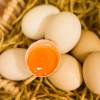 如何辨別土雞蛋和普通雞蛋的不同