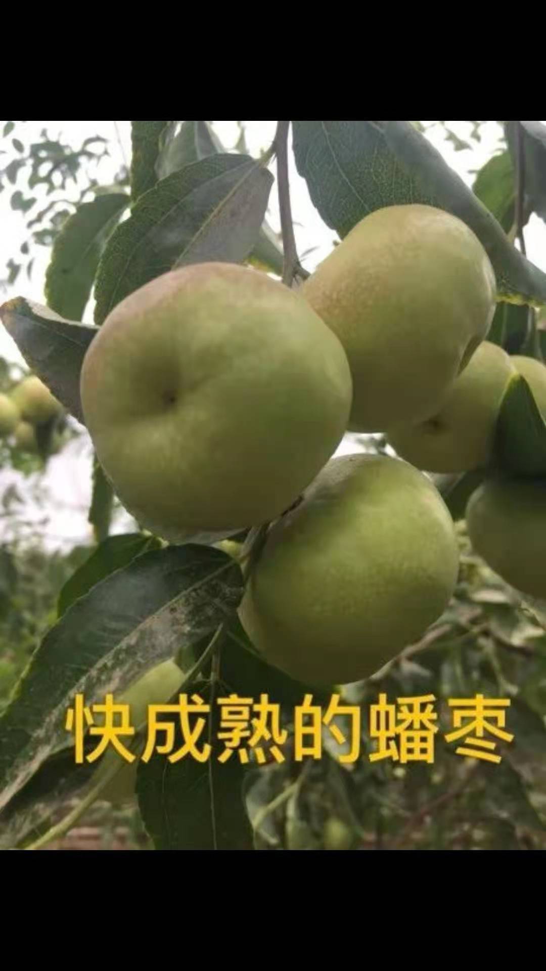 蟠枣售卖