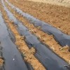 農用地膜在覆蓋的時候需要注意哪些事情呢？