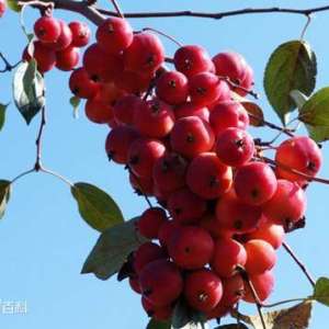 茅尖花紅