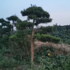 求購：造型羅漢松，高度2.6米，冠幅2.5米