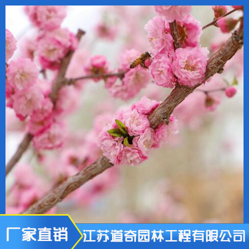 榆叶梅和樱花区别有哪些?