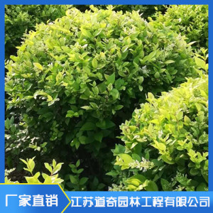 小苗種植