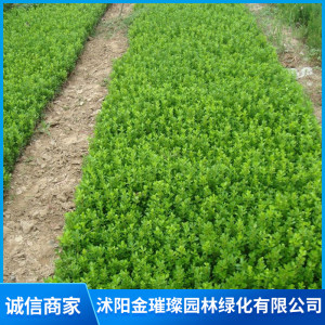小葉黃楊球