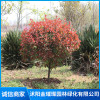 紅葉石楠球的園林價值