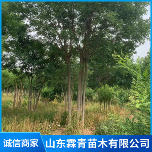叢生白蠟嫁接