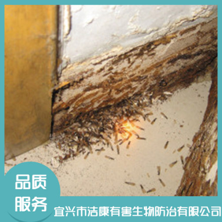 白蟻防治