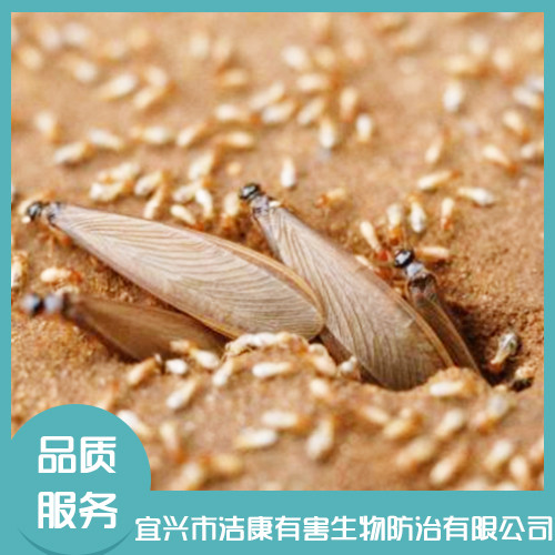 白蟻防治