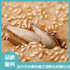 白蟻防治