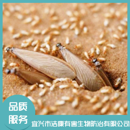白蟻防治