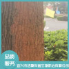 白蟻防治