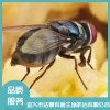 除四害公司
