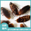江蘇除四害