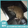 除四害