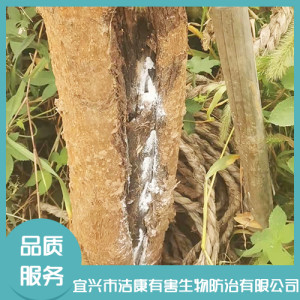 園林白蟻防治
