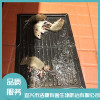 無(wú)錫滅老鼠