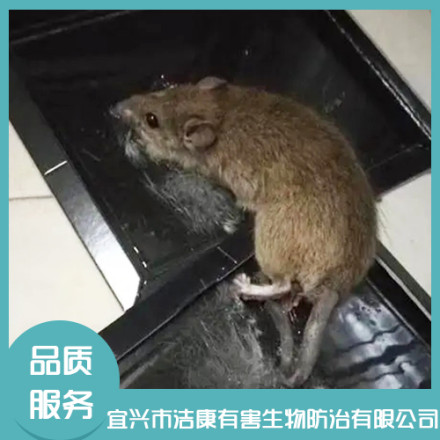 無(wú)錫滅老鼠
