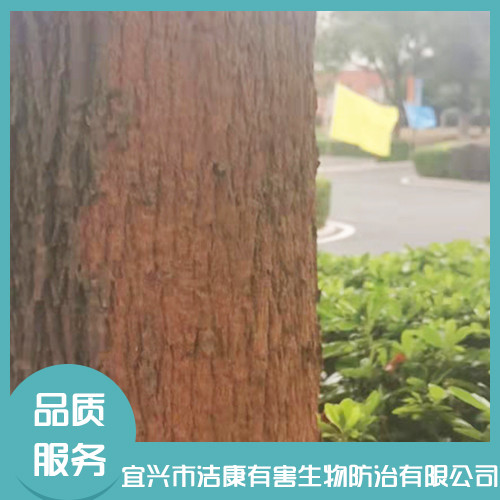 灭白蚁 灭白蚁