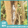 灭白蚁