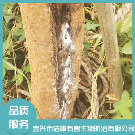 灭白蚁