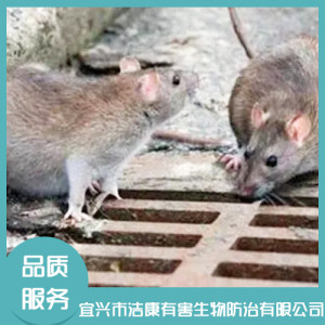 滅老鼠
