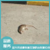 無(wú)錫滅老鼠