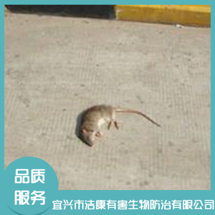無(wú)錫滅老鼠