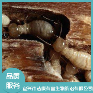 滅白蟻防治服務(wù)