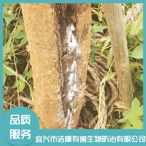 灭白蚁 灭白蚁