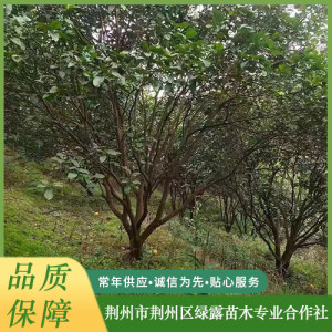 柚子樹